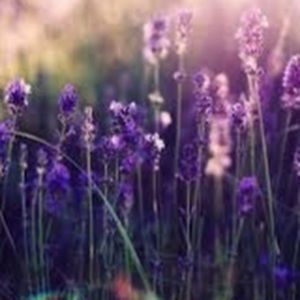 Meet your Posher, Alexander